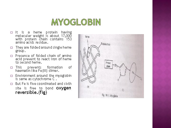 MYOGLOBIN � � � It is a heme protein having molecular weight is about