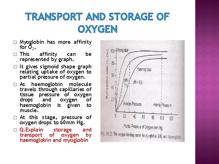 TRANSPORT AND STORAGE OF OXYGEN � � � Myoglobin has more affinity for O