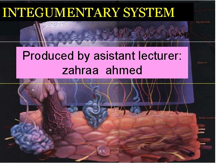 INTEGUMENTARY SYSTEM Produced by asistant lecturer: zahraa ahmed 