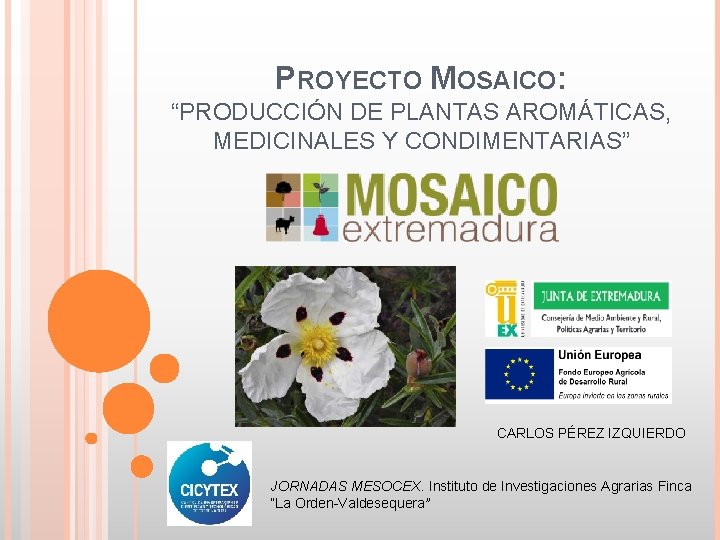 PROYECTO MOSAICO: “PRODUCCIÓN DE PLANTAS AROMÁTICAS, MEDICINALES Y CONDIMENTARIAS” CARLOS PÉREZ IZQUIERDO JORNADAS MESOCEX. PROYECTO MOSAICO: “PRODUCCIÓN DE PLANTAS AROMÁTICAS, MEDICINALES Y CONDIMENTARIAS” CARLOS PÉREZ IZQUIERDO JORNADAS MESOCEX.