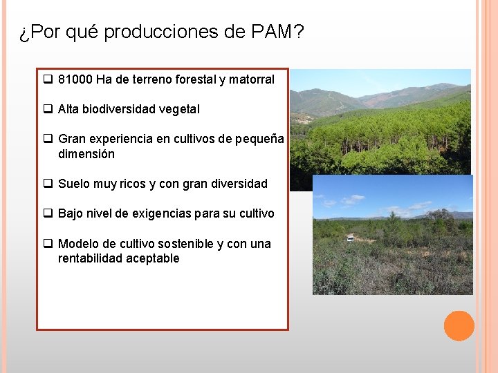 ¿Por qué producciones de PAM? q 81000 Ha de terreno forestal y matorral q ¿Por qué producciones de PAM? q 81000 Ha de terreno forestal y matorral q