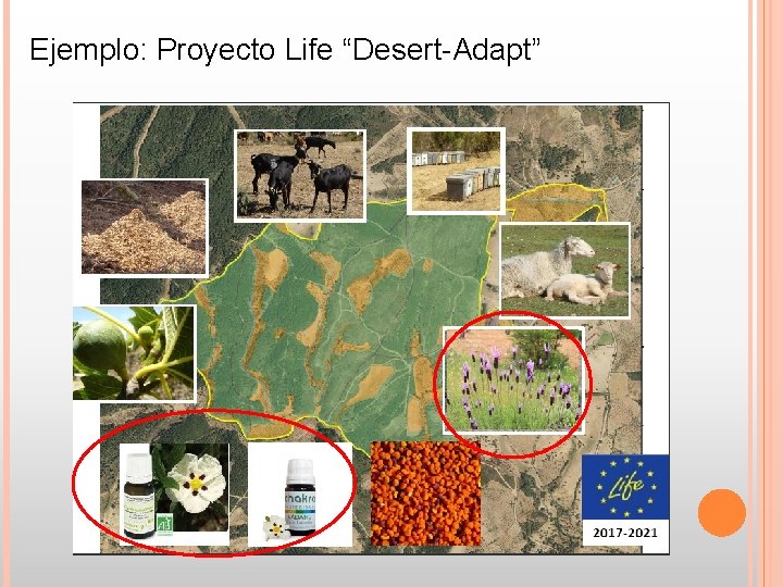 Ejemplo: Proyecto Life “Desert-Adapt” Ejemplo: Proyecto Life “Desert-Adapt”