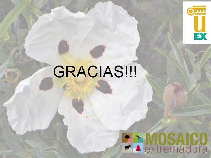 GRACIAS!!! GRACIAS!!!