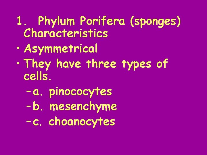 1. Phylum Porifera (sponges) Characteristics • Asymmetrical • They have three types of cells.