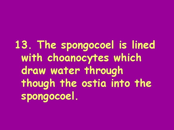 13. The spongocoel is lined with choanocytes which draw water through the ostia into