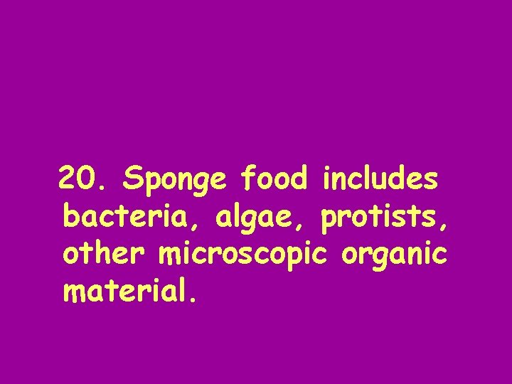 20. Sponge food includes bacteria, algae, protists, other microscopic organic material. 