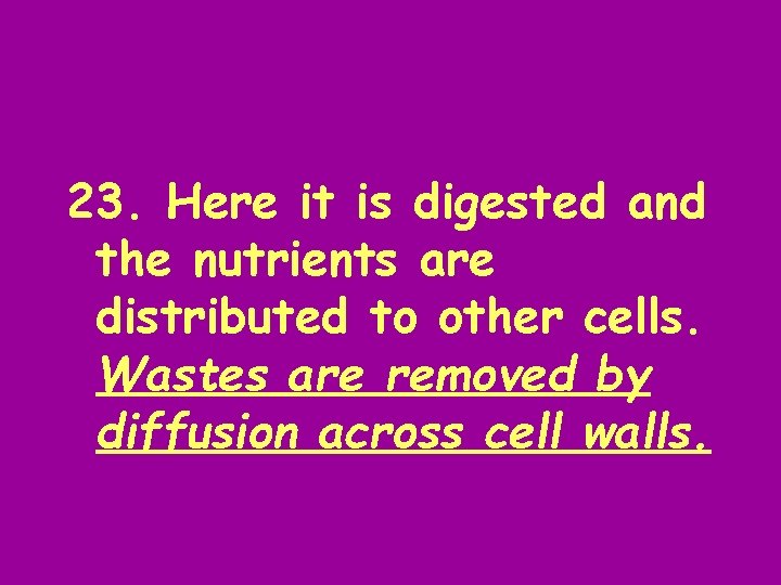 23. Here it is digested and the nutrients are distributed to other cells. Wastes