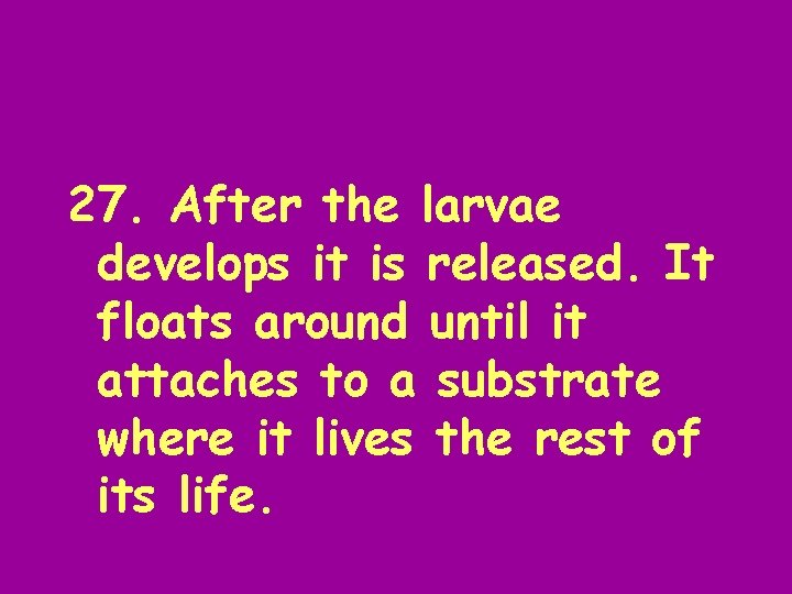 27. After the larvae develops it is released. It floats around until it attaches