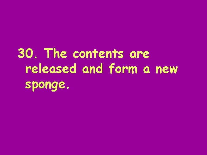 30. The contents are released and form a new sponge. 