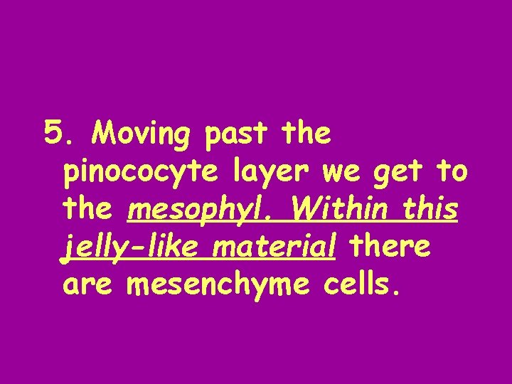 5. Moving past the pinococyte layer we get to the mesophyl. Within this jelly-like
