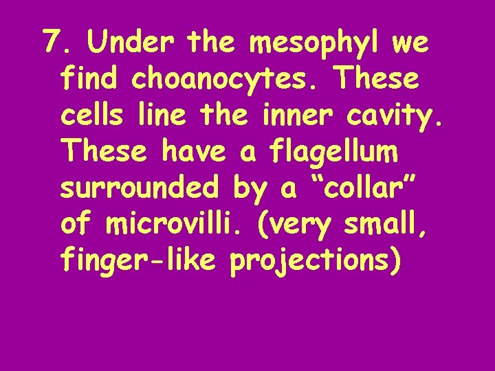 7. Under the mesophyl we find choanocytes. These cells line the inner cavity. These