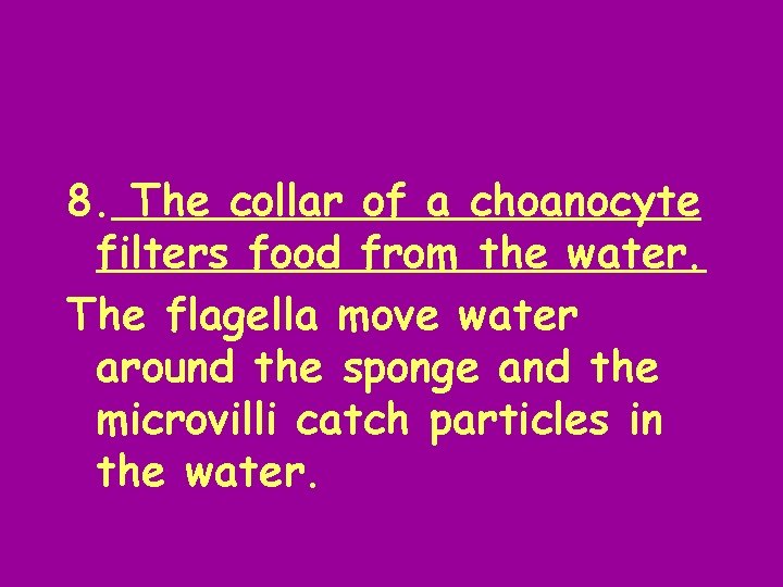 8. The collar of a choanocyte filters food from the water. The flagella move