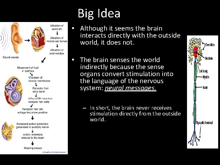 Big Idea • Although it seems the brain interacts directly with the outside world,