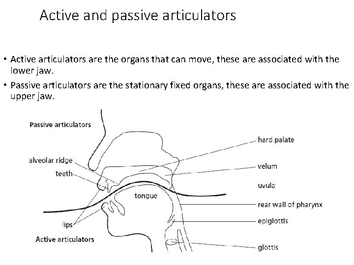 Active and passive articulators • Active articulators are the organs that can move, these