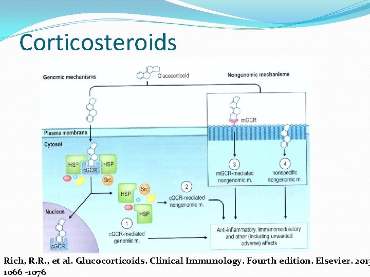 Corticosteroids Rich, R. R. , et al. Glucocorticoids. Clinical Immunology. Fourth edition. Elsevier. 2013