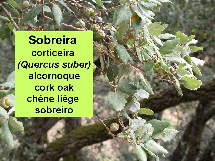 Sobreira corticeira (Quercus suber) alcornoque cork oak chêne liège sobreiro 