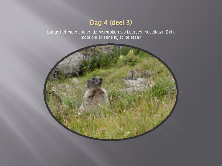 Dag 4 (deel 3) Langs het meer spelen de Marmotten als beertjes met elkaar.