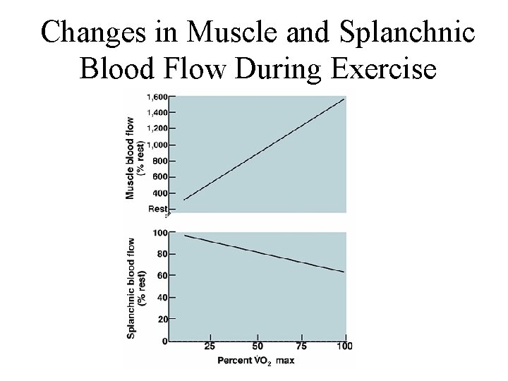 Changes in Muscle and Splanchnic Blood Flow During Exercise 