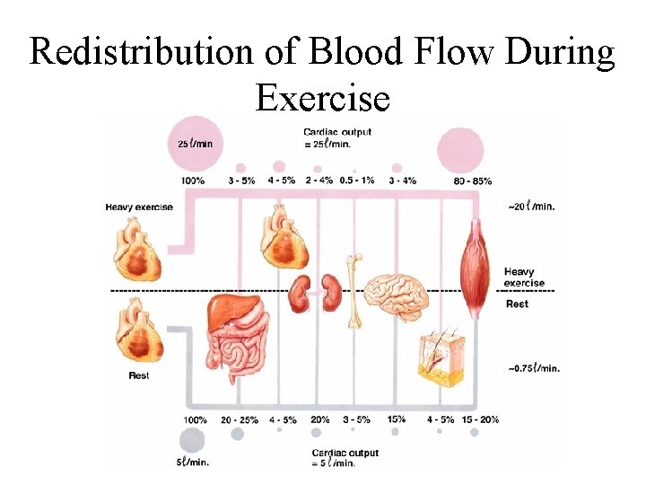 Redistribution of Blood Flow During Exercise 