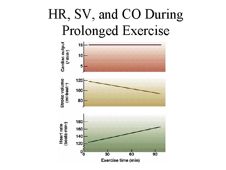 HR, SV, and CO During Prolonged Exercise 