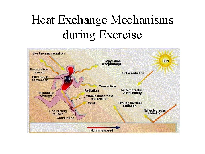 Heat Exchange Mechanisms during Exercise 