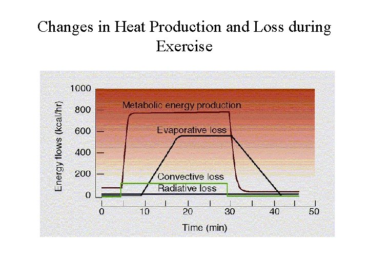Changes in Heat Production and Loss during Exercise 