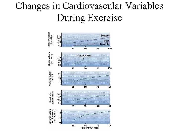 Changes in Cardiovascular Variables During Exercise 