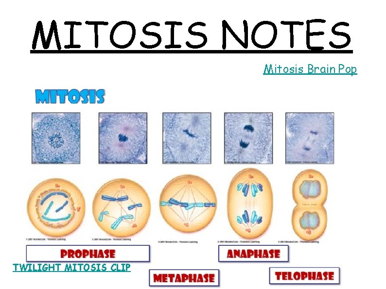 MITOSIS NOTES Mitosis Brain Pop TWILIGHT MITOSIS CLIP 