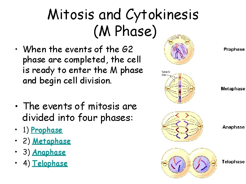 Mitosis and Cytokinesis (M Phase) • When the events of the G 2 phase