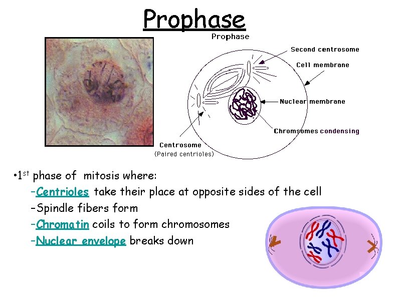 Prophase • 1 st phase of mitosis where: –Centrioles take their place at opposite