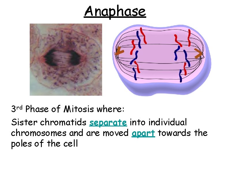 Anaphase 3 rd Phase of Mitosis where: Sister chromatids separate into individual chromosomes and