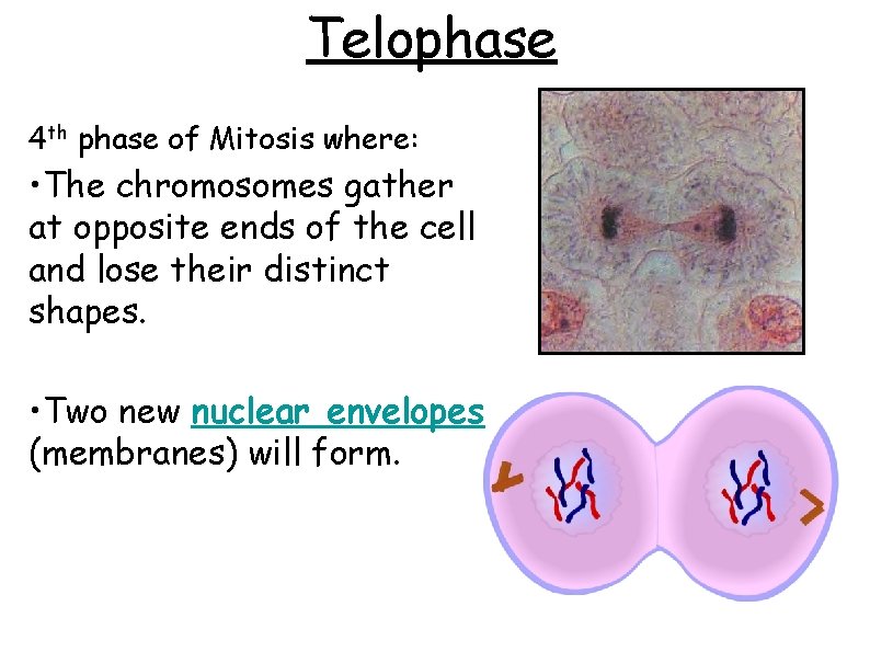 Telophase 4 th phase of Mitosis where: • The chromosomes gather at opposite ends
