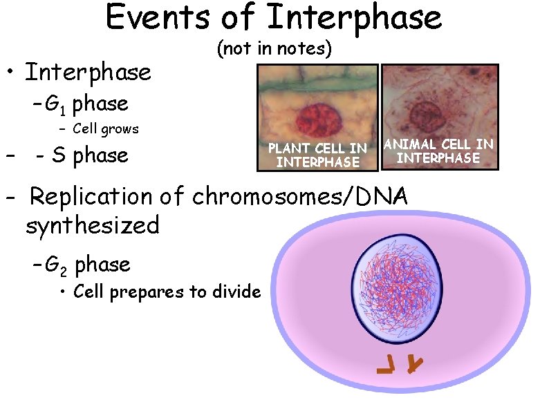 Events of Interphase • Interphase (not in notes) – G 1 phase – Cell