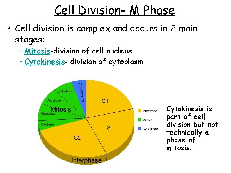 Cell Division- M Phase • Cell division is complex and occurs in 2 main
