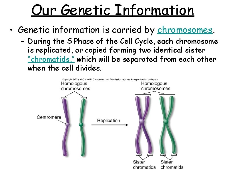 Our Genetic Information • Genetic information is carried by chromosomes. – During the S