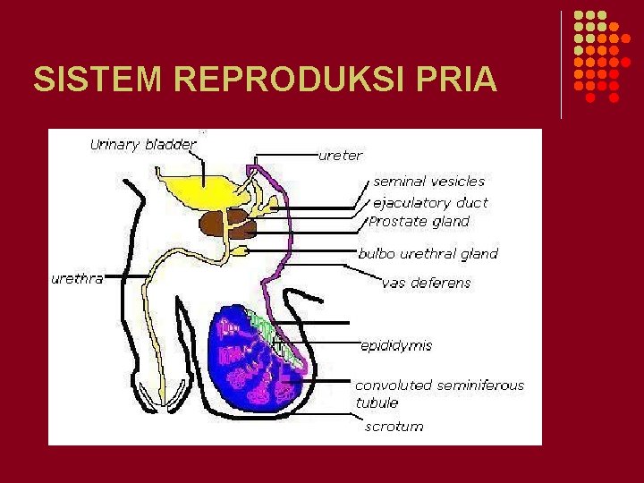 SISTEM REPRODUKSI PRIA 