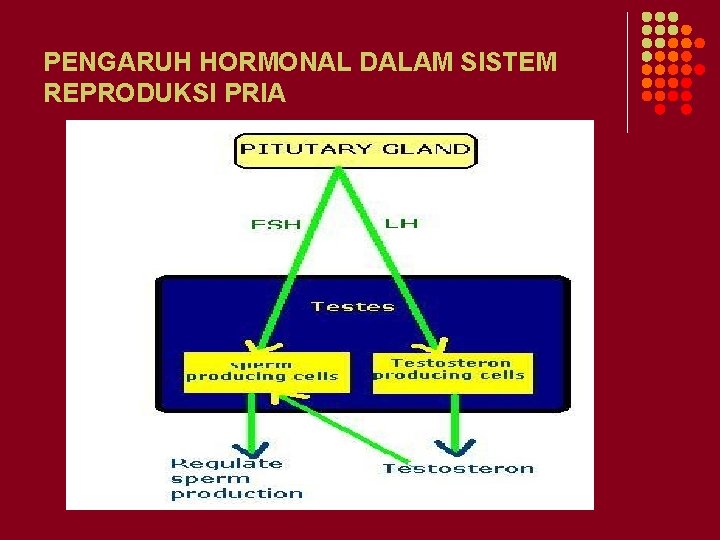 PENGARUH HORMONAL DALAM SISTEM REPRODUKSI PRIA 