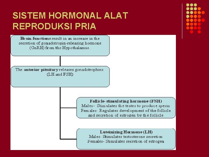 SISTEM HORMONAL ALAT REPRODUKSI PRIA 