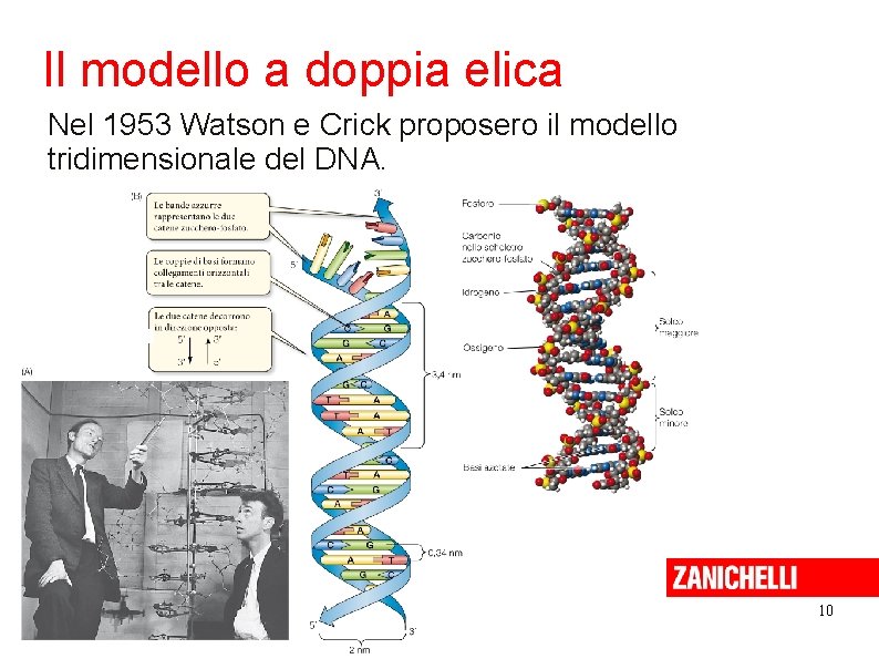 Il modello a doppia elica Nel 1953 Watson e Crick proposero il modello tridimensionale