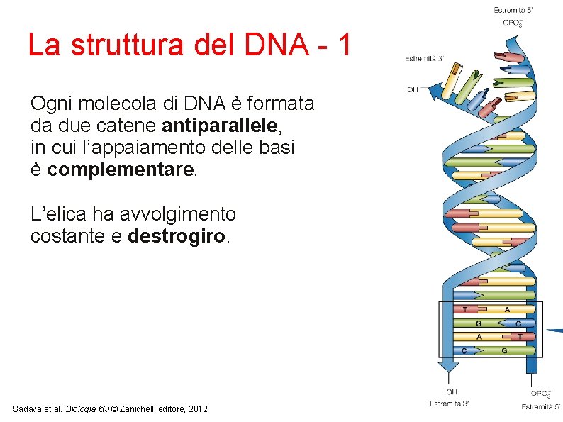 La struttura del DNA - 1 Ogni molecola di DNA è formata da due