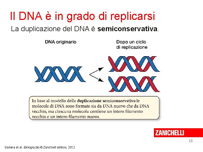 Il DNA è in grado di replicarsi La duplicazione del DNA è semiconservativa. 13