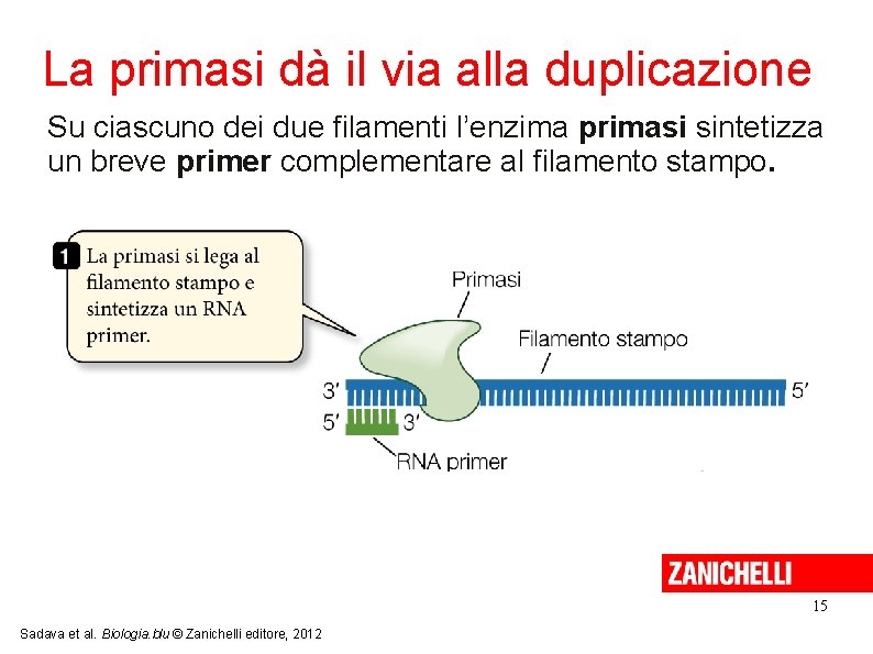 La primasi dà il via alla duplicazione Su ciascuno dei due filamenti l’enzima primasi