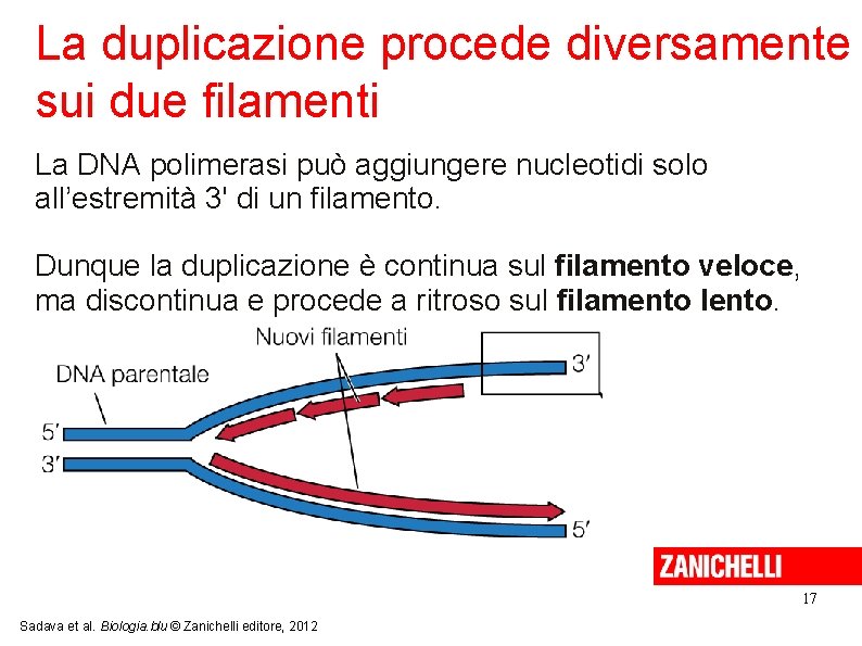 La duplicazione procede diversamente sui due filamenti La DNA polimerasi può aggiungere nucleotidi solo