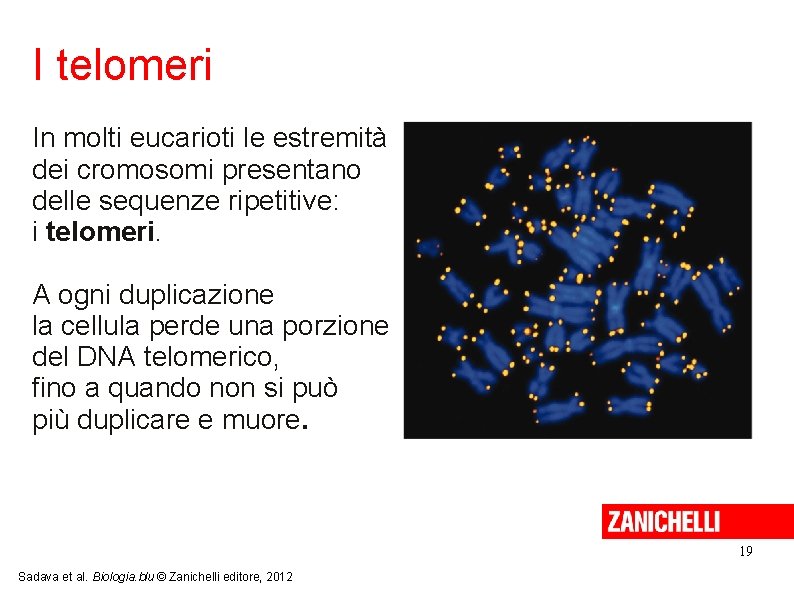 I telomeri In molti eucarioti le estremità dei cromosomi presentano delle sequenze ripetitive: i