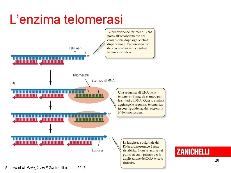 L’enzima telomerasi 20 Sadava et al. Biologia. blu © Zanichelli editore, 2012 