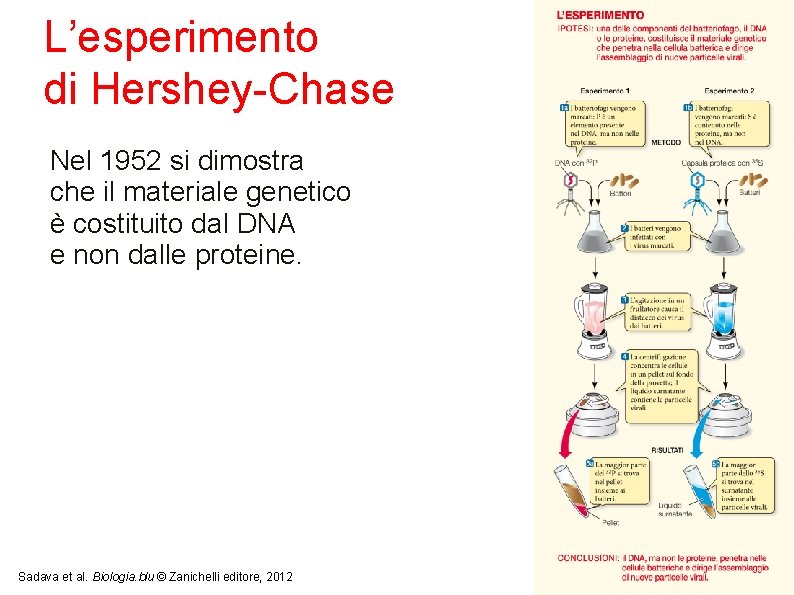 L’esperimento di Hershey-Chase Nel 1952 si dimostra che il materiale genetico è costituito dal