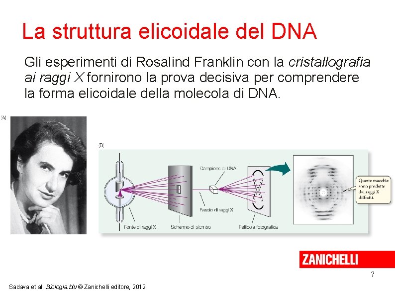La struttura elicoidale del DNA Gli esperimenti di Rosalind Franklin con la cristallografia ai