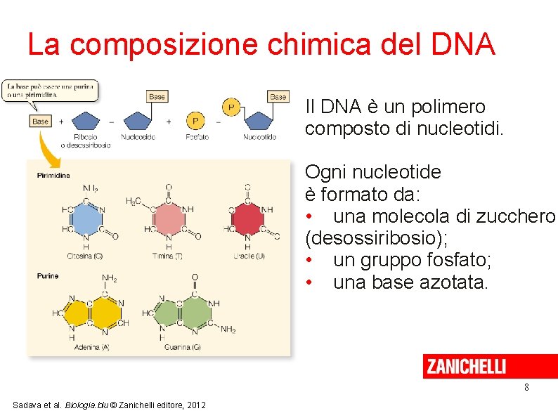 La composizione chimica del DNA Il DNA è un polimero composto di nucleotidi. Ogni