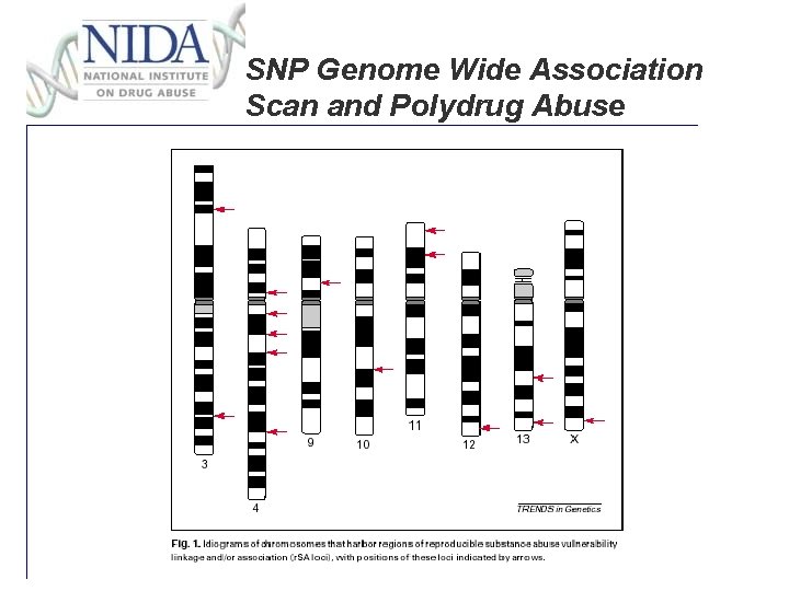 SNP Genome Wide Association Scan and Polydrug Abuse 