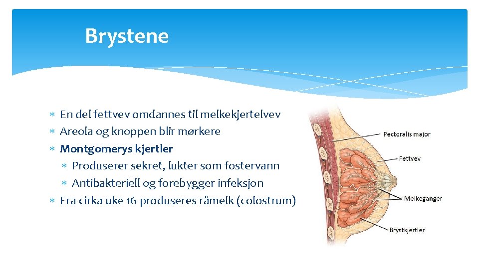 Brystene En del fettvev omdannes til melkekjertelvev Areola og knoppen blir mørkere Montgomerys kjertler